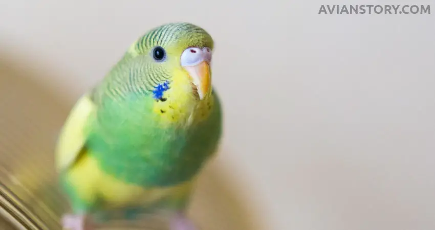 Do Budgies Know Their Owners