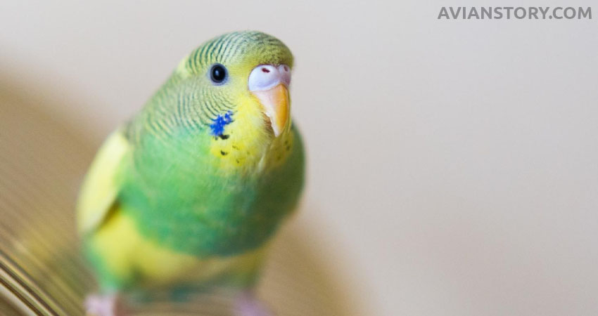 Do Budgies Know Their Owners