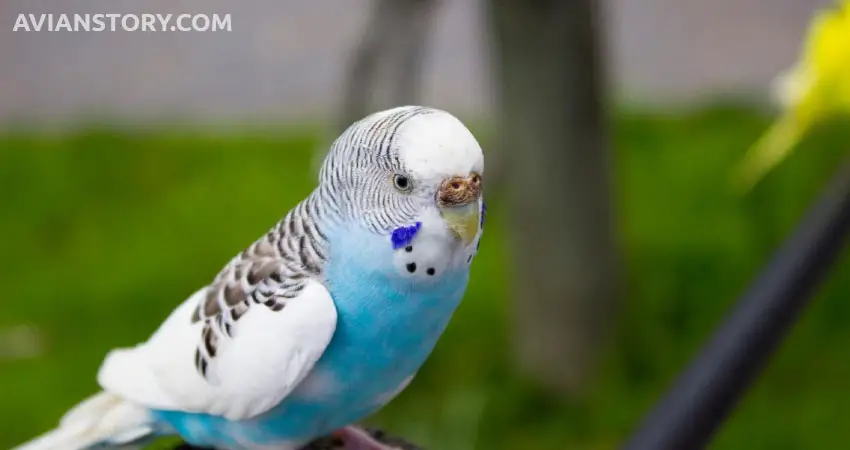What Do Budgies Like In Their Cage