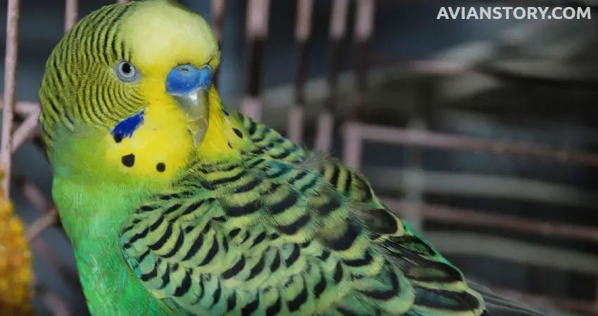 Do Budgies Like Stone And Marbles Inside Their Cage