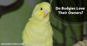 Do Budgies Love Their Owners? Some Tips For a Good Bonding!