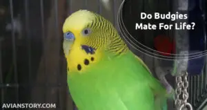 Do Budgies Mate For Life? Everything You Should Know!