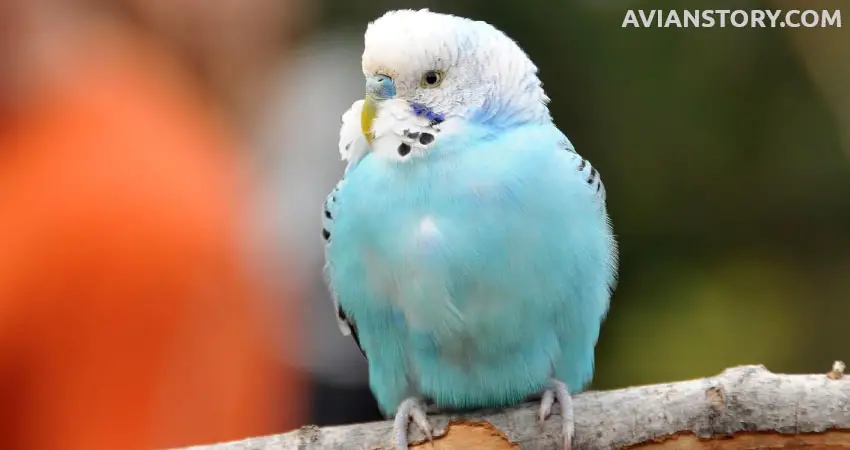 Do Budgies Miss Their Owners Once They’re Gone