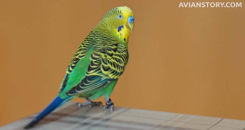 Do Budgies Mourn Their Dead Mates