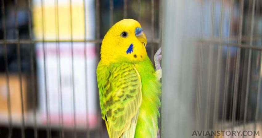 Do Budgies Need Sunlight?