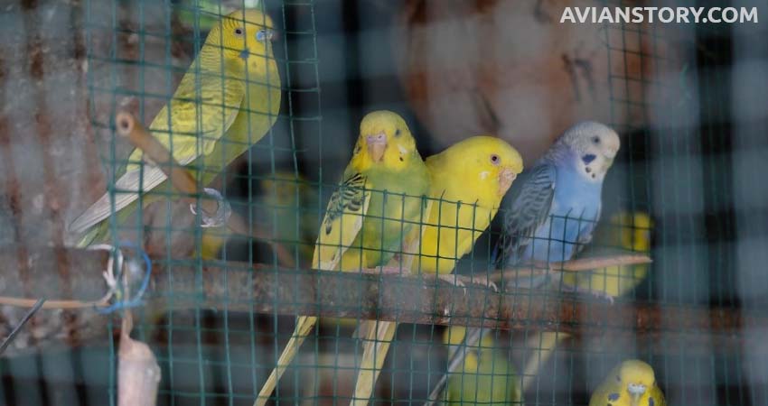 Do Budgies Practise Monogamy