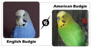 English Budgie Vs American Budgie: How Do You Tell Them Apart?