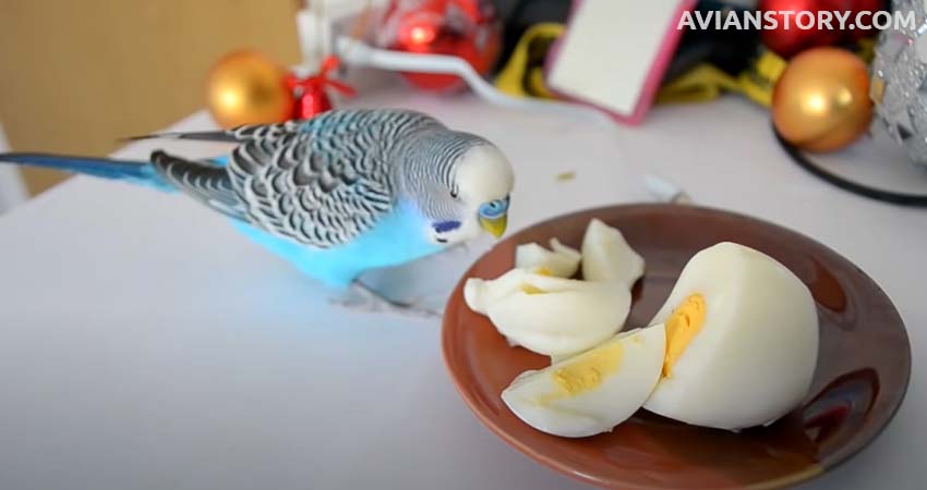 Food Dish & Drinking Bowl for Budgues