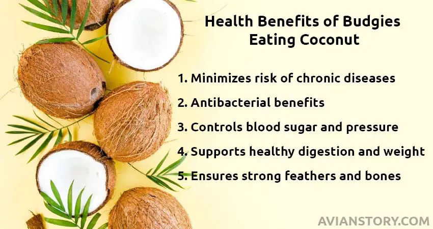 Health Benefits of Budgies Eating Coconut