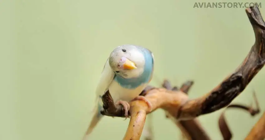 How Do Budgies Care for Their Babies While In The Nest?
