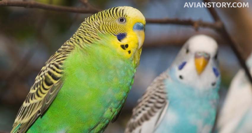 How Do Budgies Select Mates