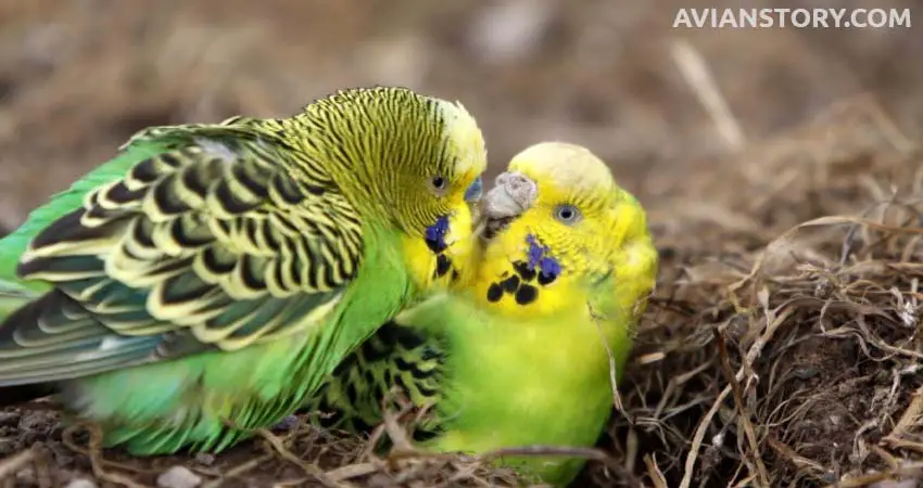 How Do Budgies Show Love To Their Mates