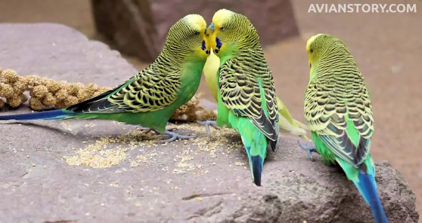 How Do I Feed Baby Parakeet Seeds