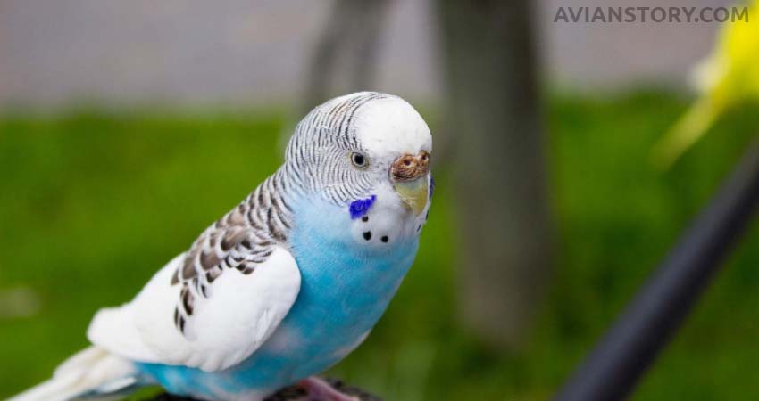 How Long Do Budgies Feed Their Babies