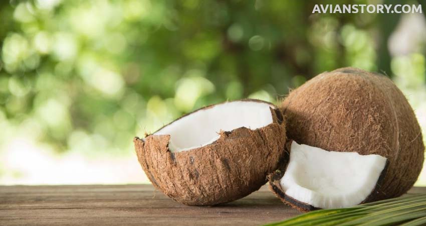 How Many Coconut Can Budgies Eat?