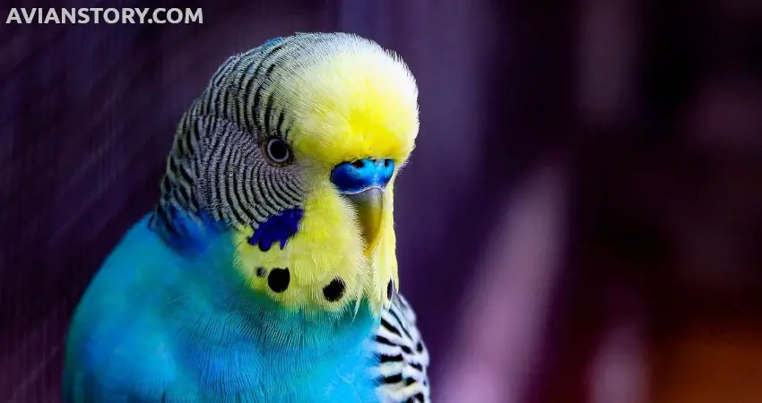 How Many Hours of Sunlight Do Budgies Need?