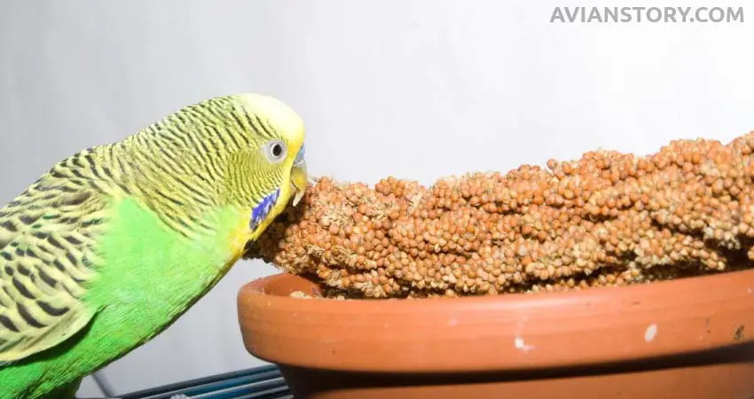 How Many Seeds Should I Give My Baby Budgie