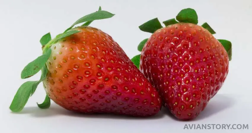 How Many Strawberries Should Budgies Eat?