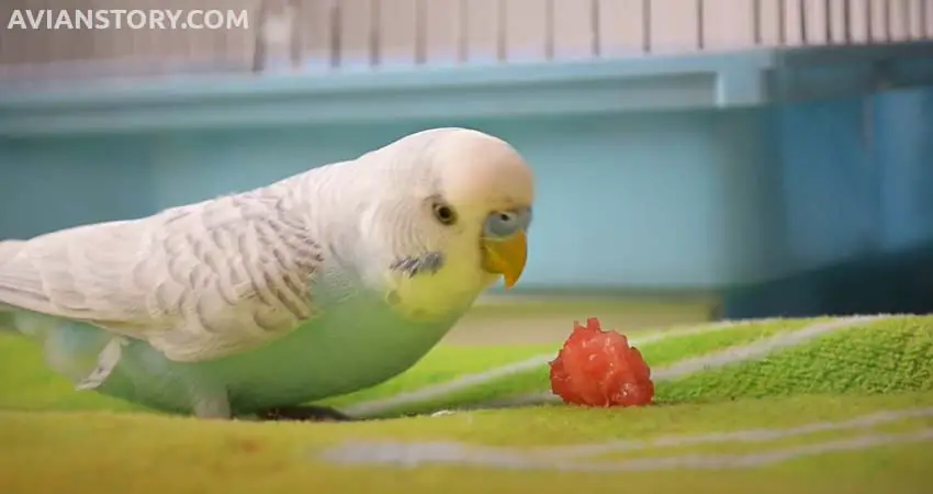 How Many Watermelon Can a Budgie Eat