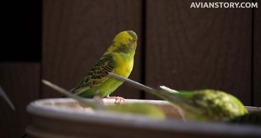 How Much Sleep Do Budgies Need