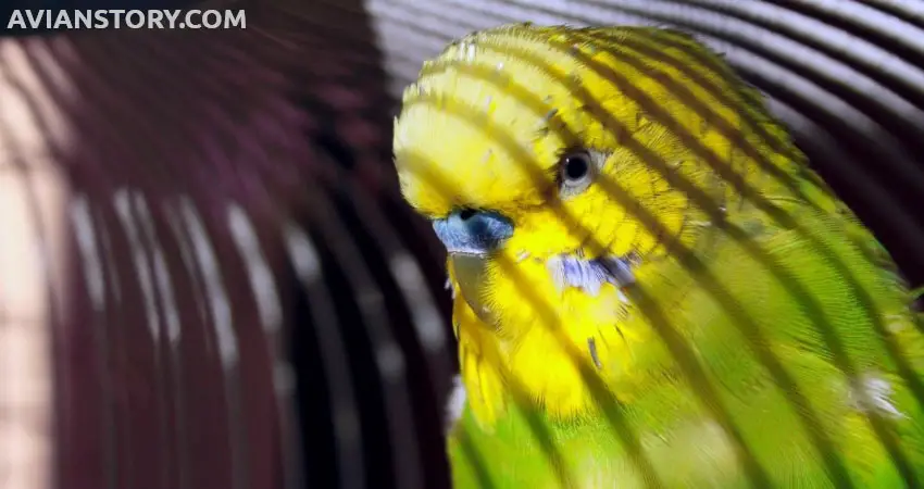 How Much Sunshine Do Parakeets Need From UV Lights?