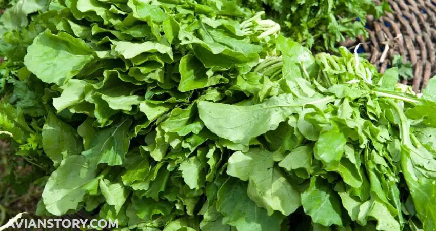 How To Feed Arugula To Your Budgies