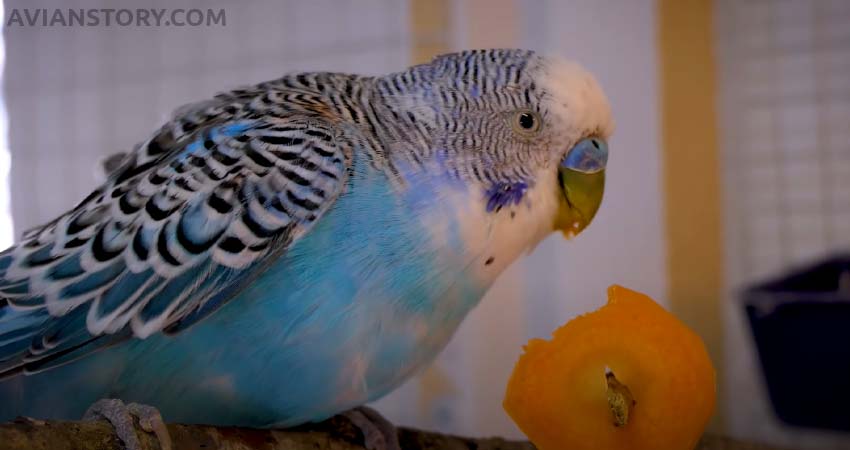 How To Feed Carrots To Budgies