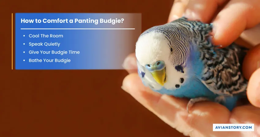 Why Is My Budgie Panting? [6 Possible Causes] 2