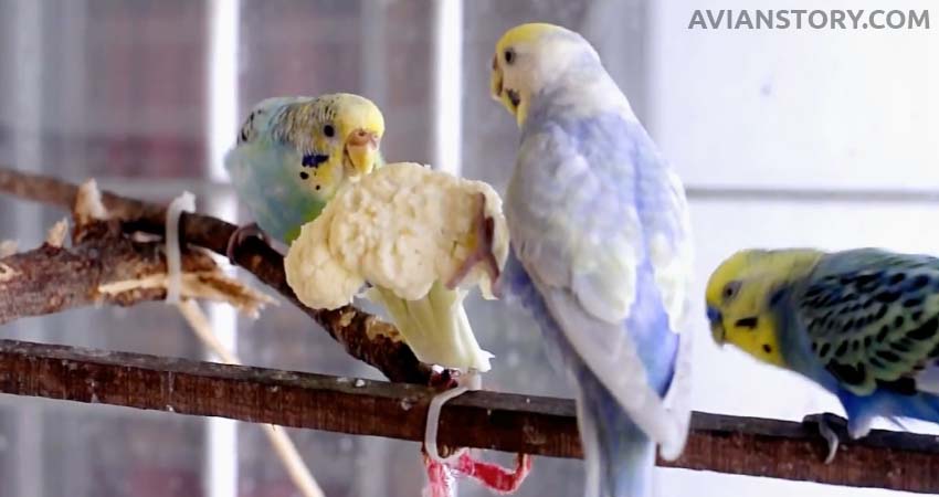 How to Prepare Cauliflower for Budgies