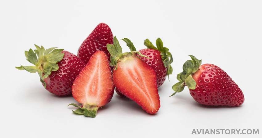 How to Serve Strawberries to Your Budgie?