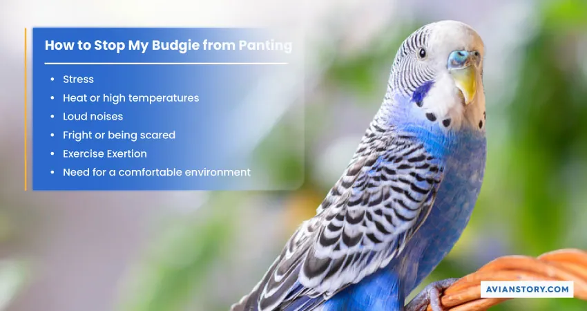 Why Is My Budgie Panting? [6 Possible Causes] 3