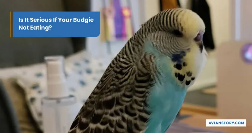 Why Is My Budgie Not Eating? Reasons And Remedies 4