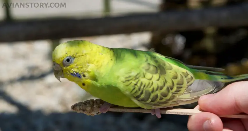 Is Sunlight Good For Budgies?