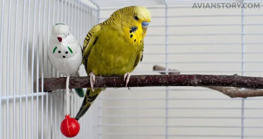 Perches for budgies