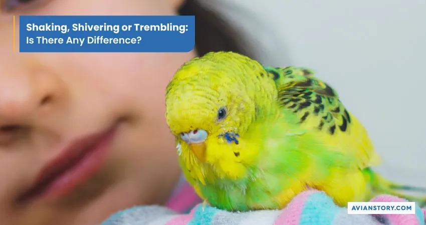 Why Is My Budgie Shaking? Trembling or Shivering Explained! 2