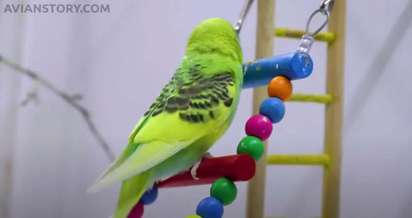 Toys for Budgies