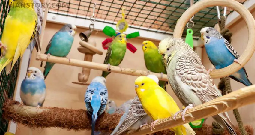 What Can You Not Put In Budgies' Cage
