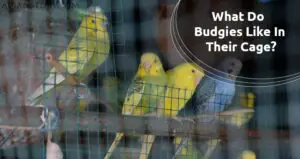 What Do Budgies Like In Their Cage? Never Avoid This!
