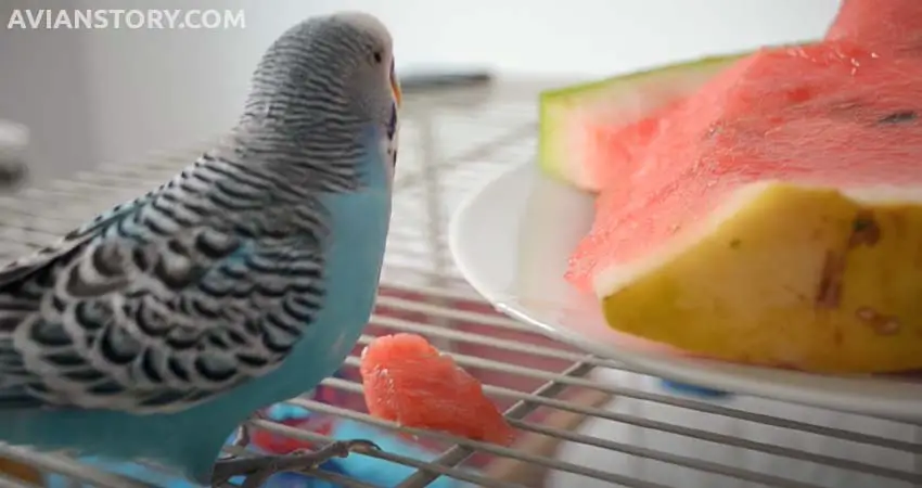 What Happens if Your Budgie Overeats Watermelon