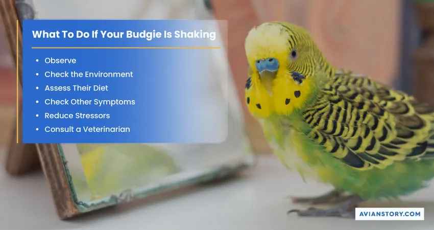 Why Is My Budgie Shaking? Trembling or Shivering Explained! 4