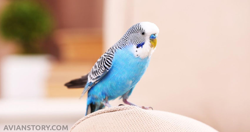 What to Understand When Budgies Stand On One Leg