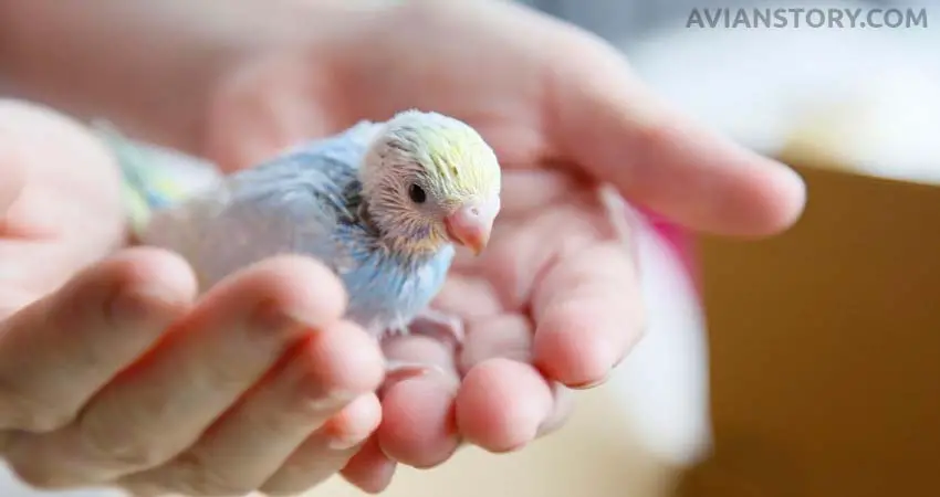 When Do Baby Budgies Leave the Nest