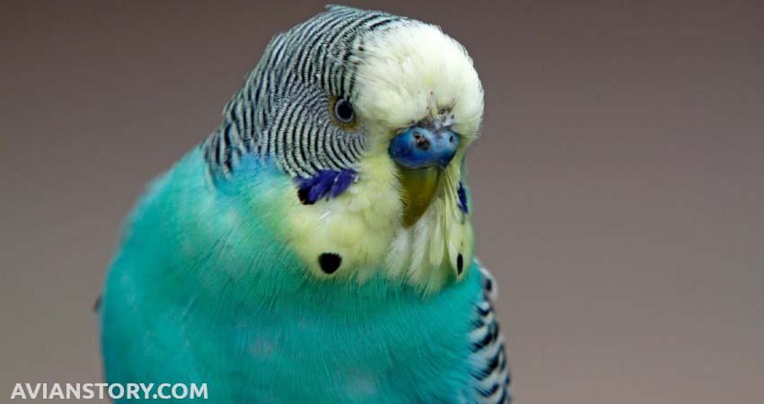 When to Worry If Budgies Stand On One Leg?