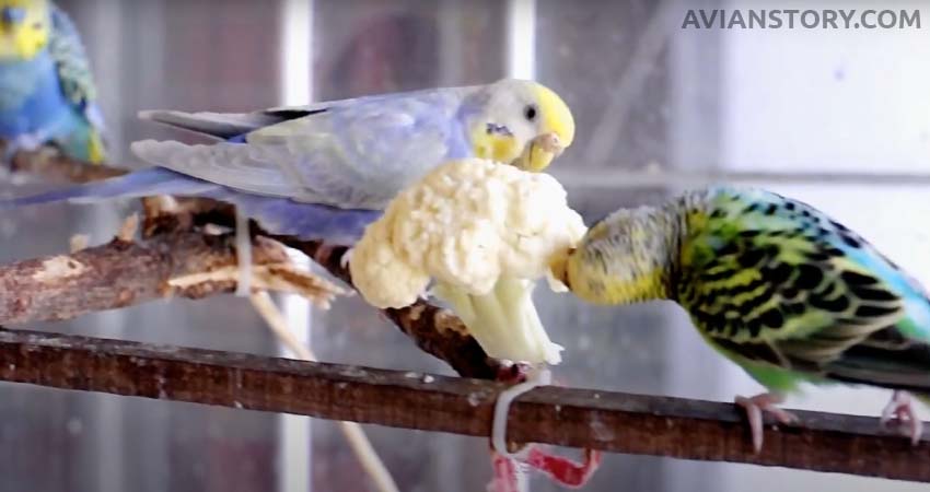 Which Part of The Cauliflower Should You Feed Your Budgie