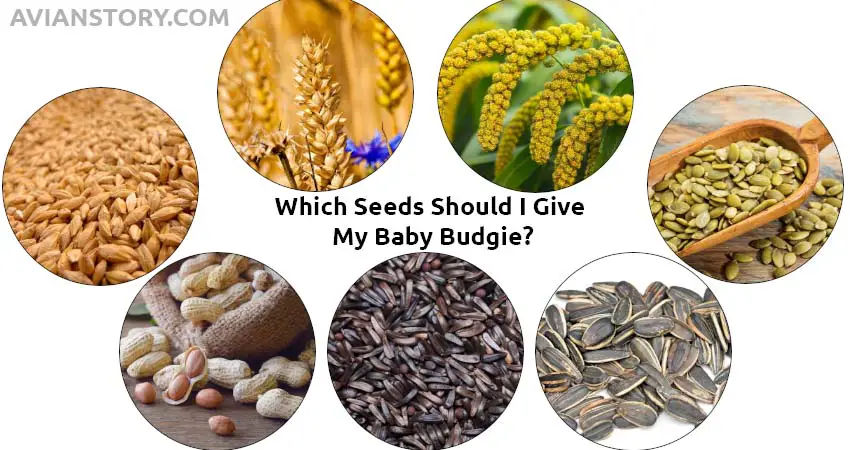 Which Seeds Should I Give My Baby Budgie