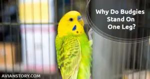 Why Do Budgies Stand On One Leg? You Didn’t Know These Reasons!