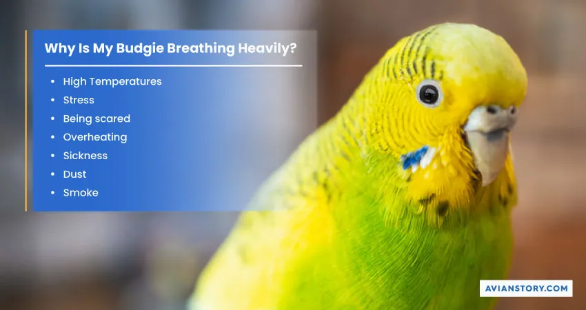 Why Is My Budgie Panting? [6 Possible Causes] 1