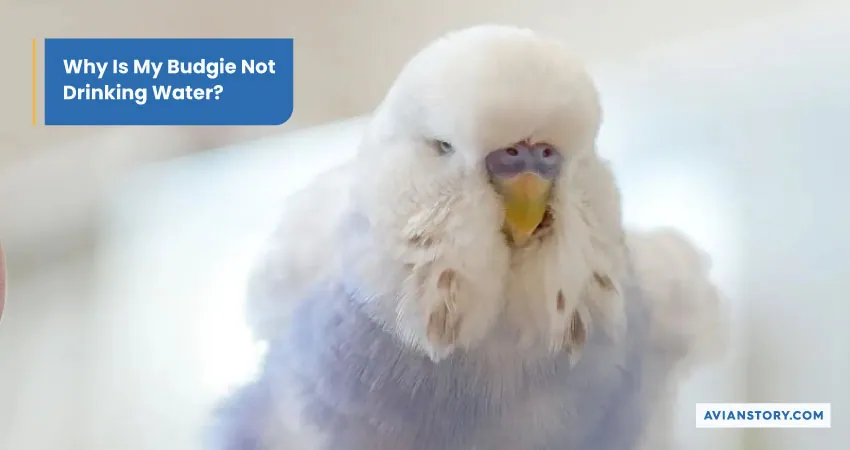 Why Is My Budgie Not Eating? Reasons And Remedies 2