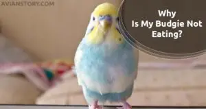 Why Is My Budgie Not Eating