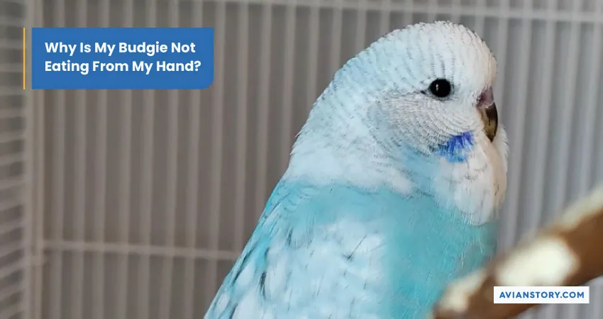 Why Is My Budgie Not Eating? Reasons And Remedies 3